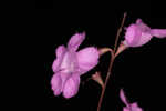 Scaleleaf false foxglove